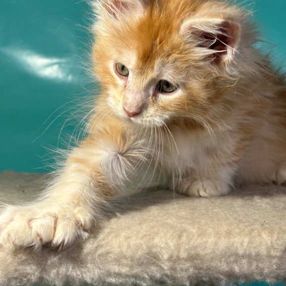 Maine Coon kitten raised at The Gentle Giants Pet Store