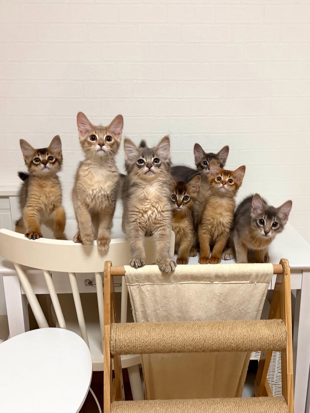 Kitten raised at home by The Gentle Giant Cattery